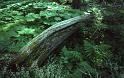 Forest Floor Glacier National Park Aug 1990